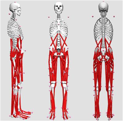 Effects of footwear with different longitudinal bending stiffness on biomechanical characteristics and muscular mechanics of lower limbs in adolescent runners